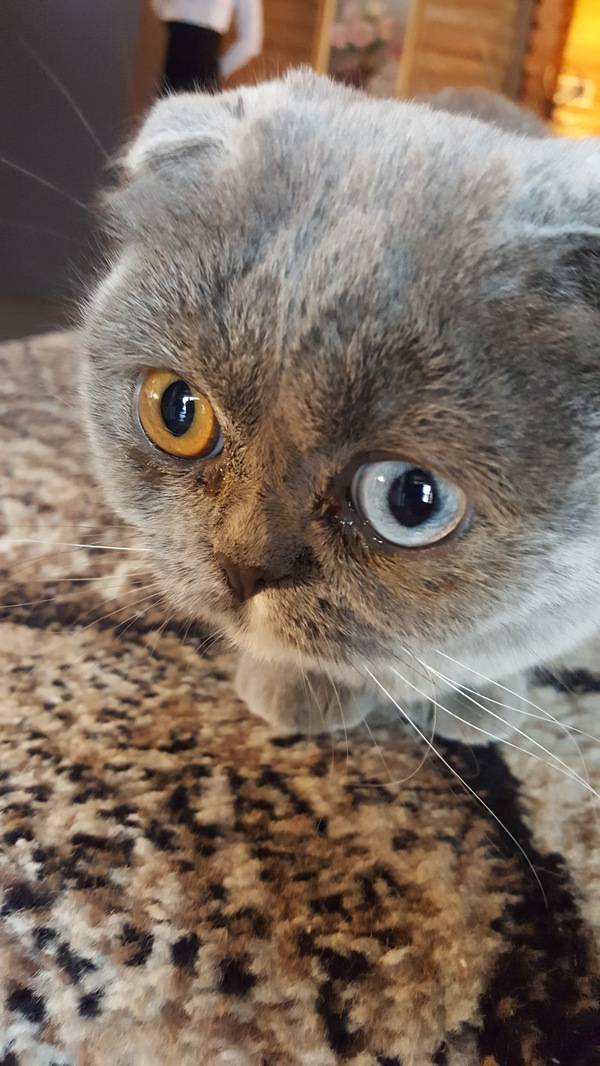 Odd-eyed - My, cat, , Milota, Heterochromia