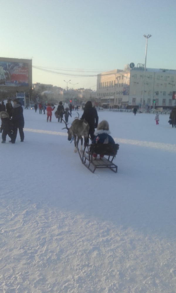 Ordinary Yakut day... - My, Winter, Yakutia, Deer, Deer