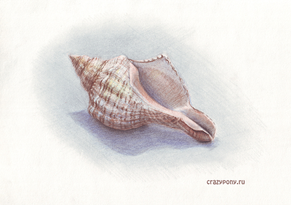 Shell for drawing flash mob - My, Ponycrazy, Crazypony, Colour pencils
