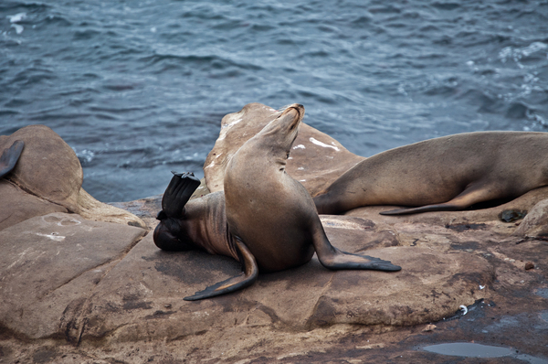 Seals. - My, USA, Fur seal, Animals, Longpost