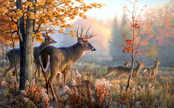 Beauty! - Nature, Hunting, Deer, beauty, Forest, Deer