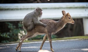 Macaques caught having sex with deer! - Toque, Sex, Deer, Humor, Ethology, Deer