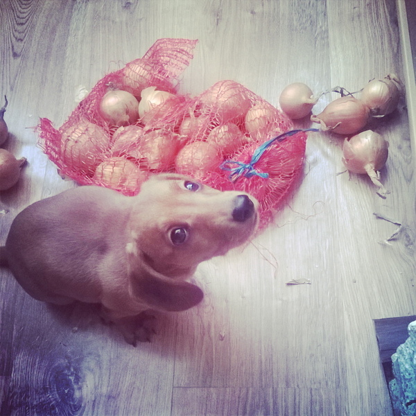 Add an onion! - My, Dachshund, Dog, Onion, Sight