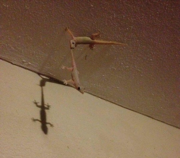 They seem to be up to something - Lizard, Ceiling