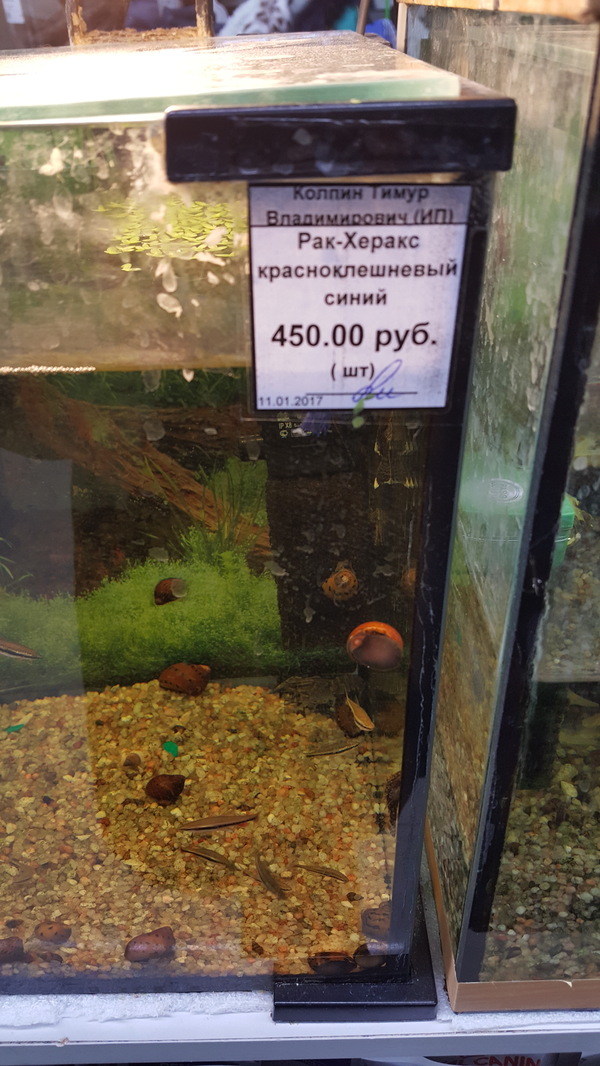 I will call you.... - Crayfish, Pet Shop, Names, Botany