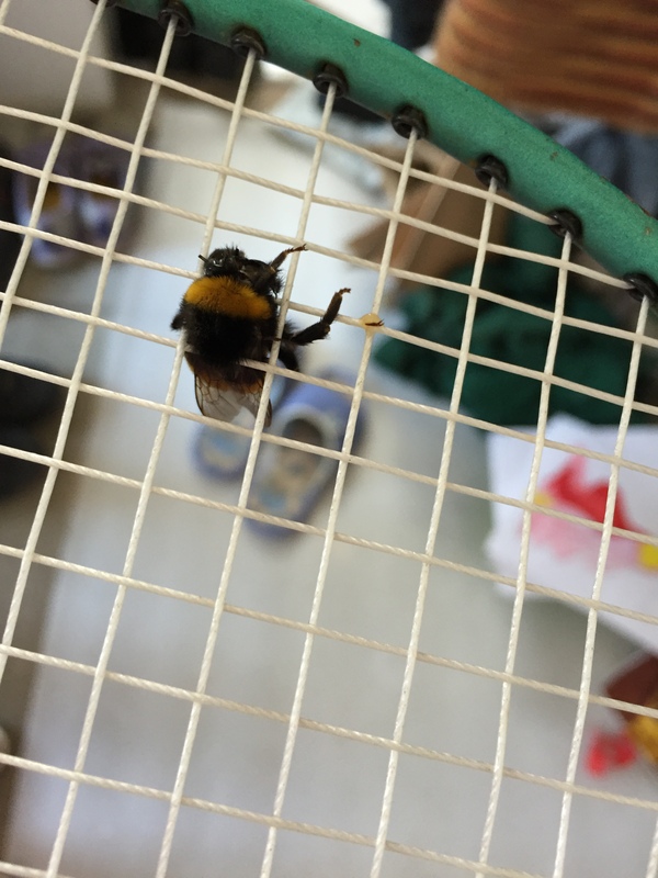 How do I catch a bumblebee - My, Bumblebee, Tennis racquet