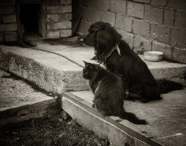 Are you sad about spring? - My, Dog, Sadness, cat, Village, My