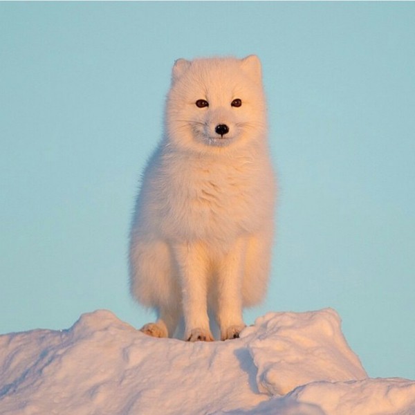 good morning - Arctic fox, Animals, The photo