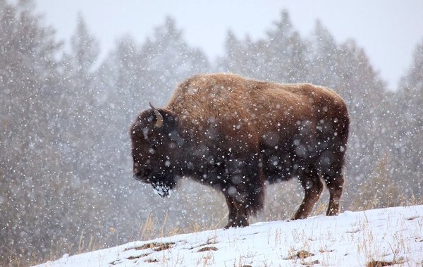 Behind the snow curtain - Animals, Snow, wildlife, Winter, beauty of nature