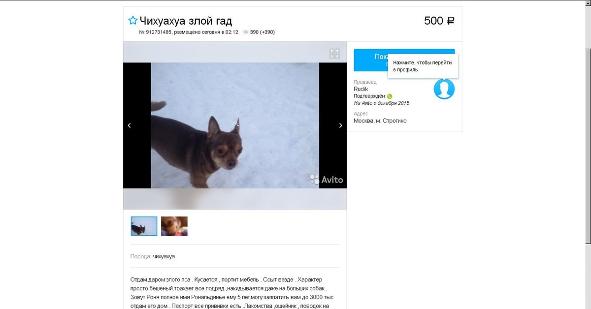 Порода собаки пикабу