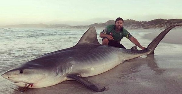 shark and man - Shark, Person, Beach, The photo, Ocean