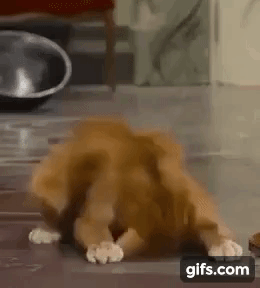 In the piggy bank of gifs - My, , GIF, cat