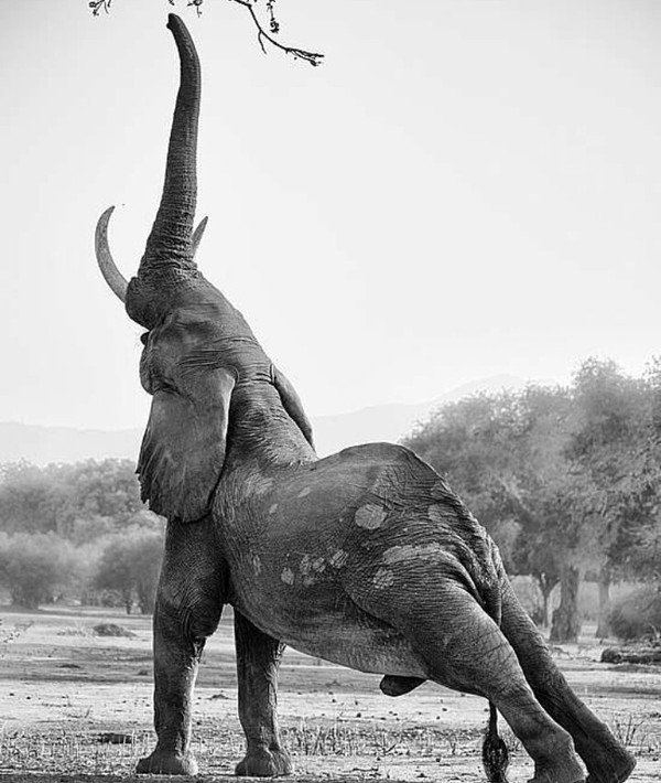 Elephant - Elephants, Animals, Grass