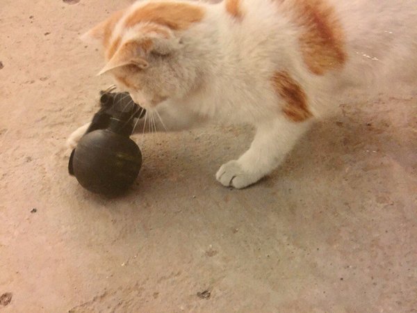 The best toy for a cat - cat, Toys for animals, Grenades, Hand grenade