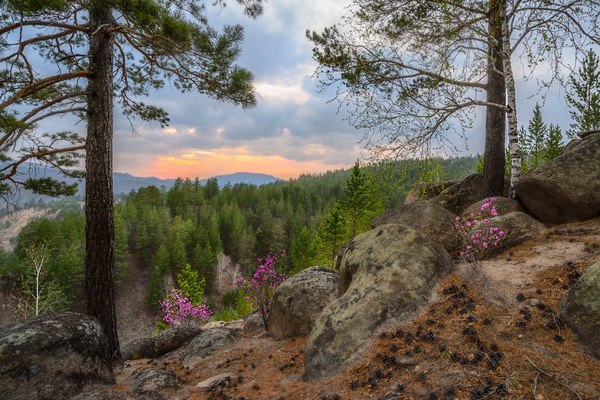 Transbaikalia - Chita region, The photo, Nature, Forest, Transbaikalia, Landscape, Flowers, Summer