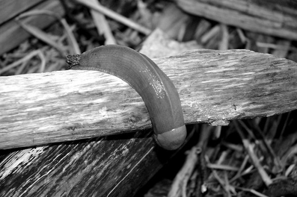 Sad erotica in the forest - NSFW, Slug, Black and white, Forest, Slug