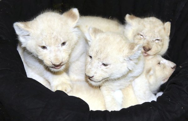 White lion cubs in the zoo of Magdeburg (Germany) - Animals, Zoo, a lion, Magdeburg