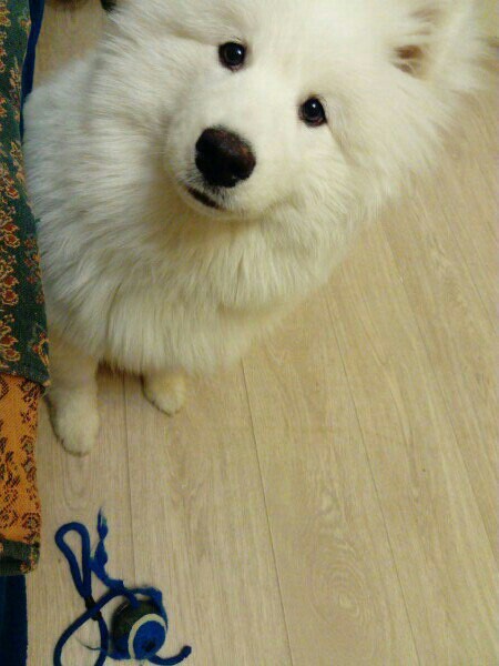 Came for a supplement. - My, Dog, Friend of human, Ball, Samoyed, Eyes