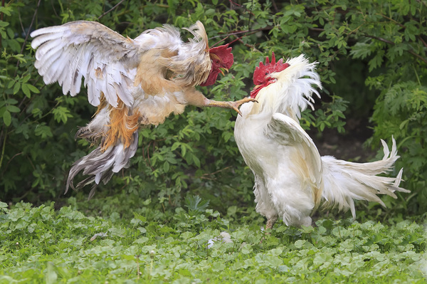 Who are you calling a rooster? - The photo, Rooster, Symbol of the year