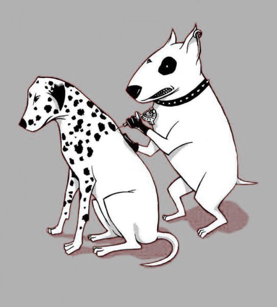 The secret is revealed - , Bull terrier, Tattoo