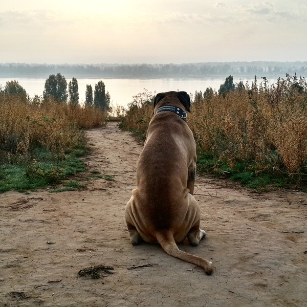 Thought ... - My, Bullmastiff, Summer, Walk, Volga river, 