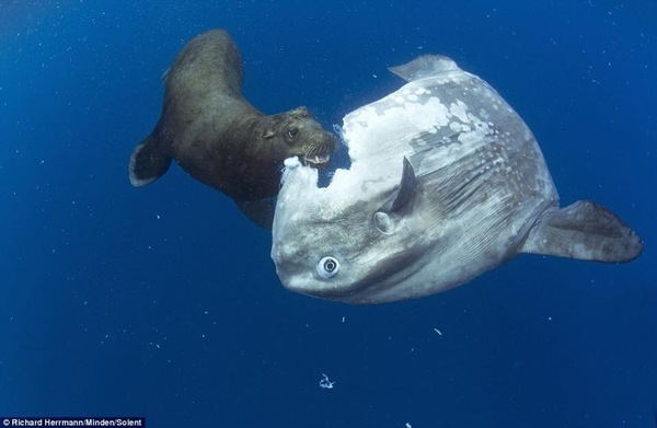 Pokhaval - The photo, Fur seal, A fish