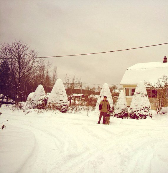 Tree dwellers - My, Birds, Leningrad region, Christmas trees, The photo