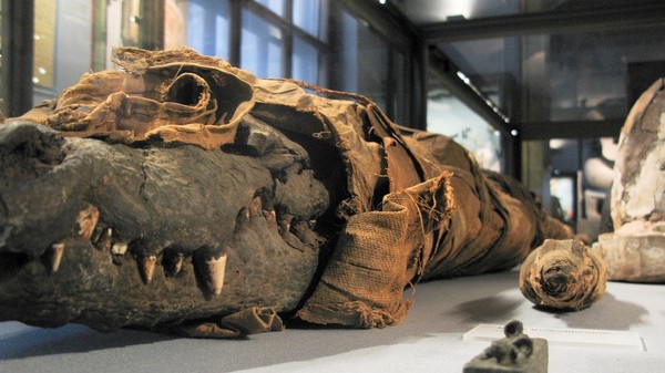 Archaeologists have discovered a four-meter mummy of the Egyptian god Sebek - Egypt, news, God, Mummy, Archaeologists