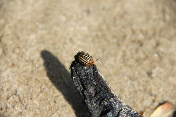 Thunderstorm summer residents and potatoes. - Dacha, Insects, The photo, , My