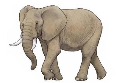 Pleistocene elephants - My, Elephants, Mammoth, Paleontology, Pleistocene, ice Age, Longpost