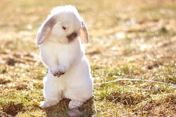 shy bunny) - Animals, Milota, The photo, Rabbit, Funny