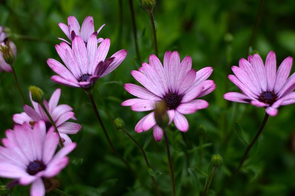 All the warmth and bright colors :))) - My, Garden, Naturalist, Crap, Tired of, I want criticism, Nikon, , Longpost, Nikon d7100