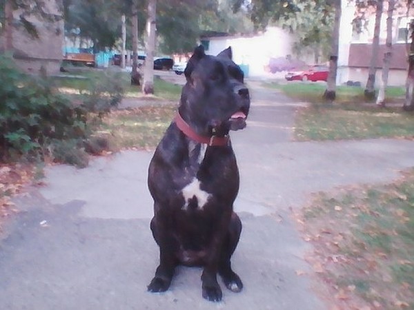 Vita - My, Dog, Longpost, Cane Corso