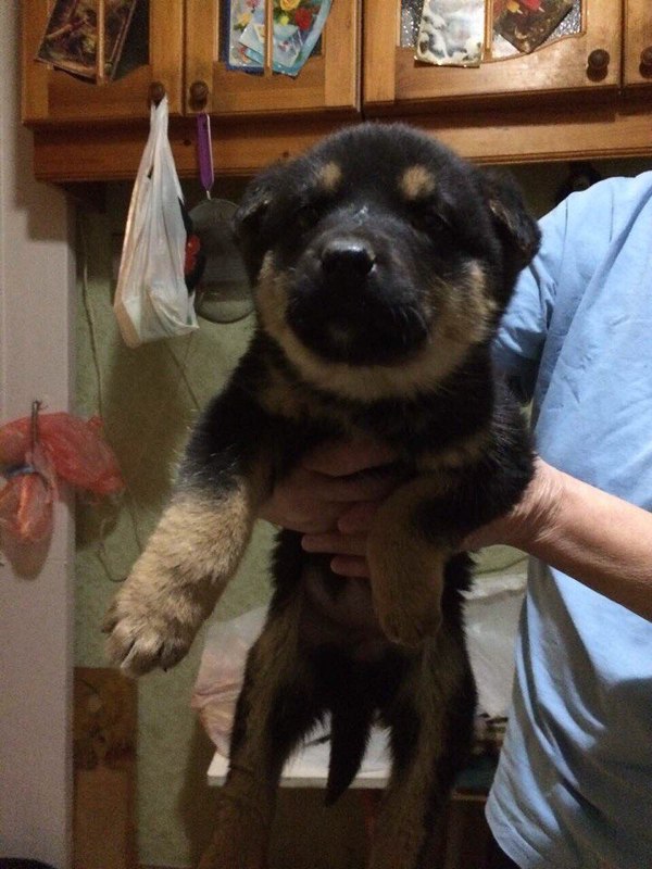 Puppies in good hands - , Urgently, Longpost, Dog, In good hands, Help