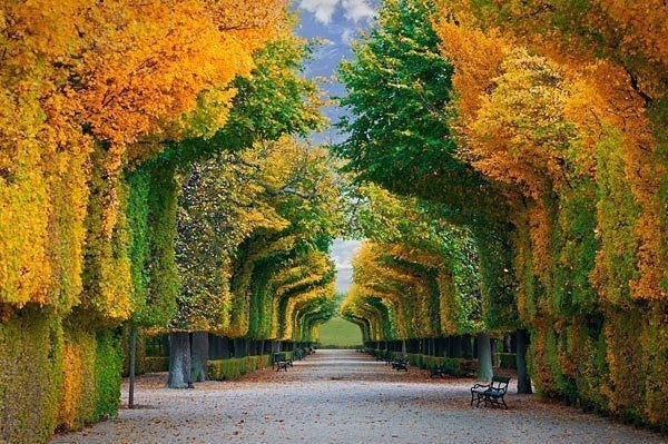 Vienna, Austria - Vein, Austria, The photo, beauty, Nature