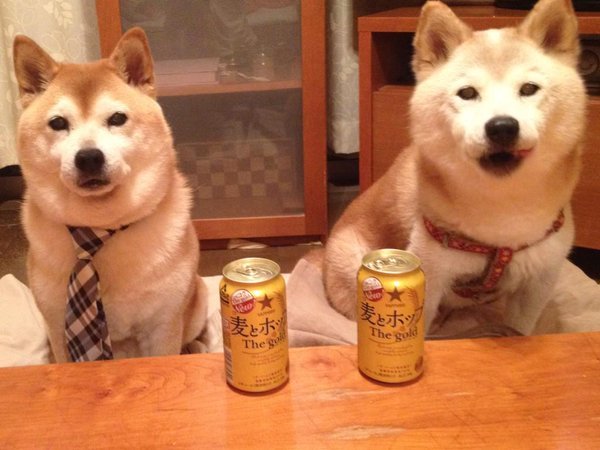 Friday - Dog, Friday, Shiba Inu