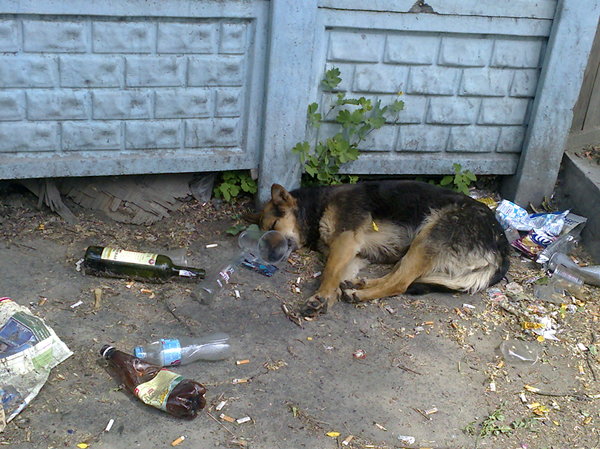 Drinking dog))) - Humor, Dog, My, Summer, Alcohol