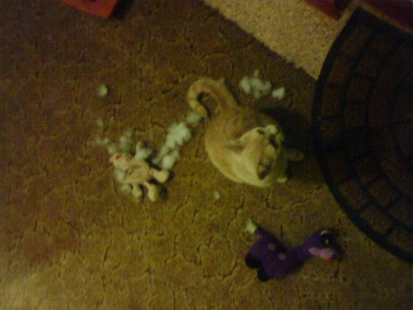Freaked out - cat, Homemade, The photo, Freaked out, Toys, Ripper