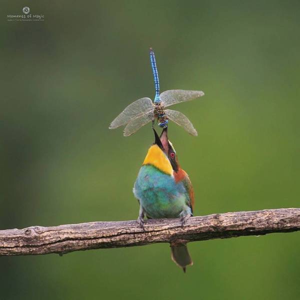 Yes, I'll tear your mouth for Mishan! - Birds, Dragonfly, The photo