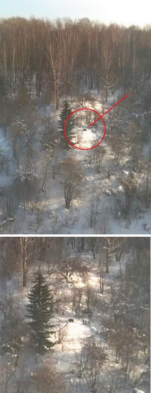 Кабан в центре города