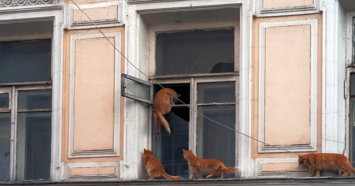 Окна веселый. Коты в форточке. Кот залез в форточку. Кот лезет в форточку. Рыжий кот в форточке.