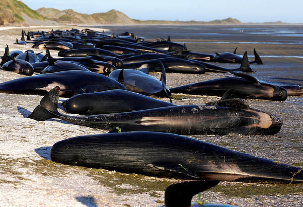 Hundreds of dolphins washed ashore in New Zealand. - New Zealand, Ocean, Dolphin, Video