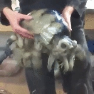 Я нашел подарок на день всех влюбленных Wtf, Чужой, Пора валить, Гифка