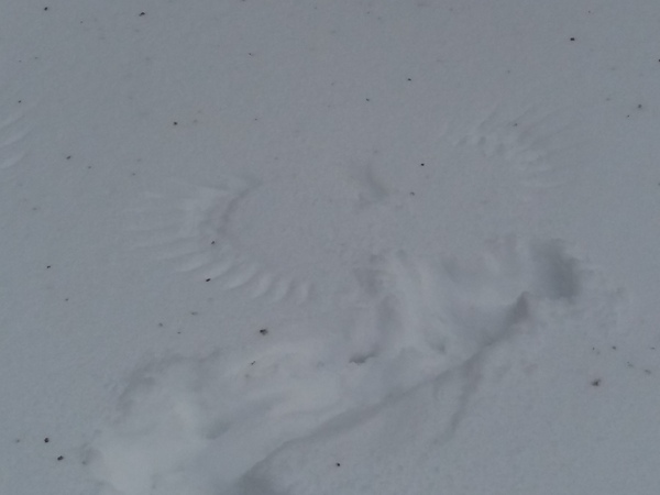 Footprints in the snow - Snow, Imprint, Birds