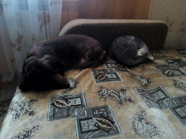 My beast - My, Cats and dogs together, Dream