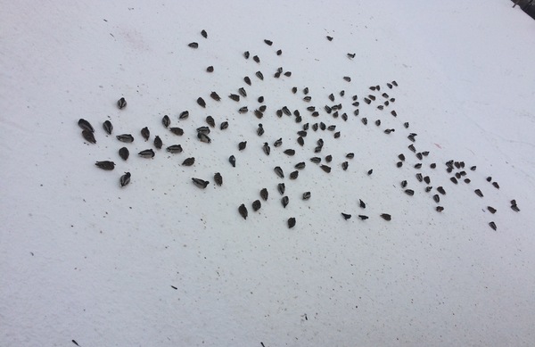 Seeds scattered...) - Snow, Duck, Seeds, My