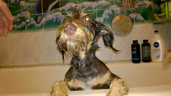 Monster in your feed - Dog, My, Bath