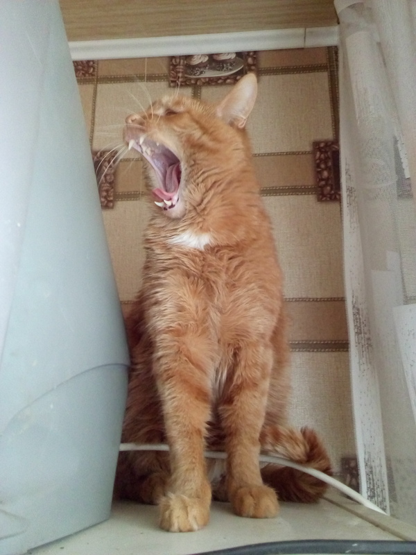 Zivak - My, cat, Redheads, Yawn, 