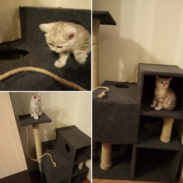 We make the Cat's house with our own hands - My, With your own hands, cat house, Cats will take over the world, Longpost, cat