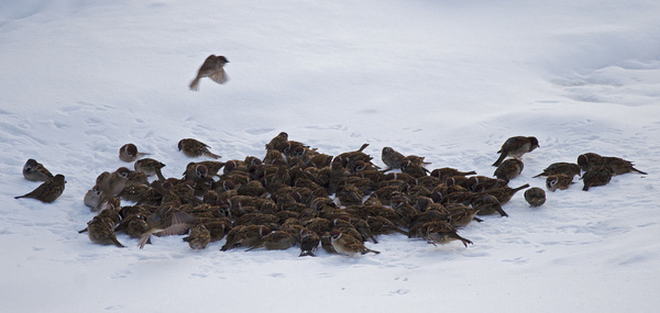 Eating the remains of the victim - The photo, Sparrow, Predator, Predatory animals